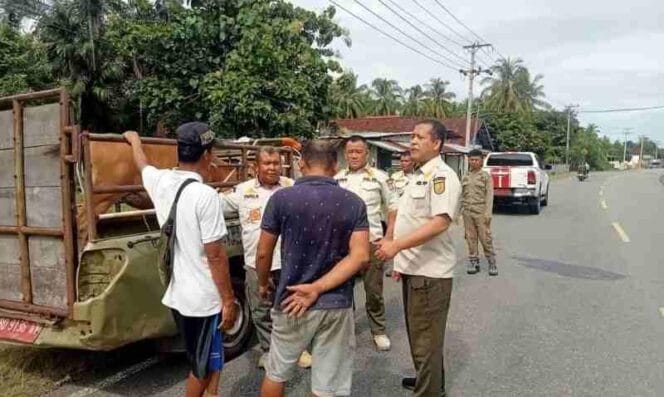 
Kendala Penertiban Hewan Ternak di Kaur: Sanksi Denda Ringan dan Keterbatasan Sarana