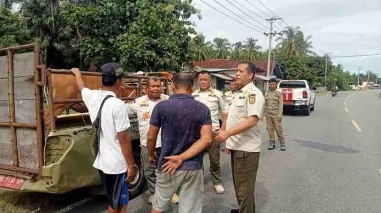 Kendala Penertiban Hewan Ternak di Kaur: Sanksi Denda Ringan dan Keterbatasan Sarana