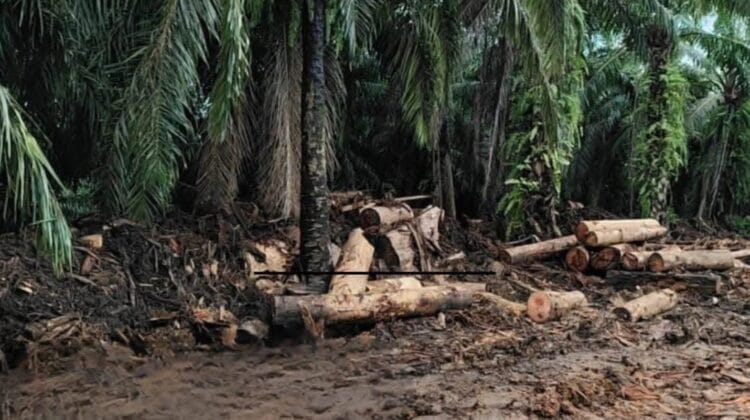 Operasi Penertiban Sawit Ilegal di Bengkulu Meluas: Lebih dari 2.400 Ha Ditumbangkan, Aktor Utama Jadi Sasaran