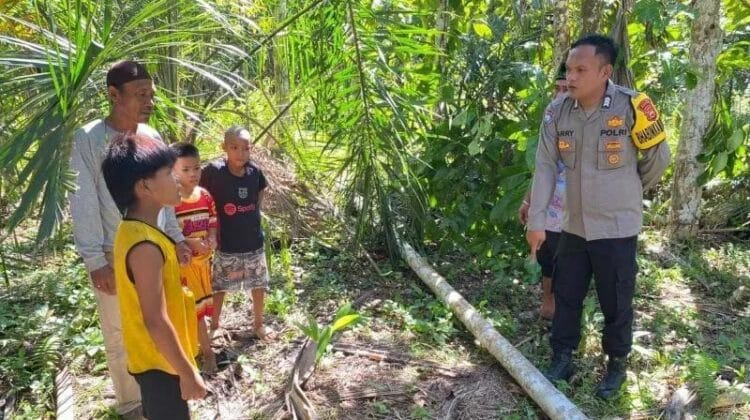 Peristiwa Tragis di Mukomuko: Pelajar 12 Tahun Tewas Terjatuh dari Pohon Pinang
