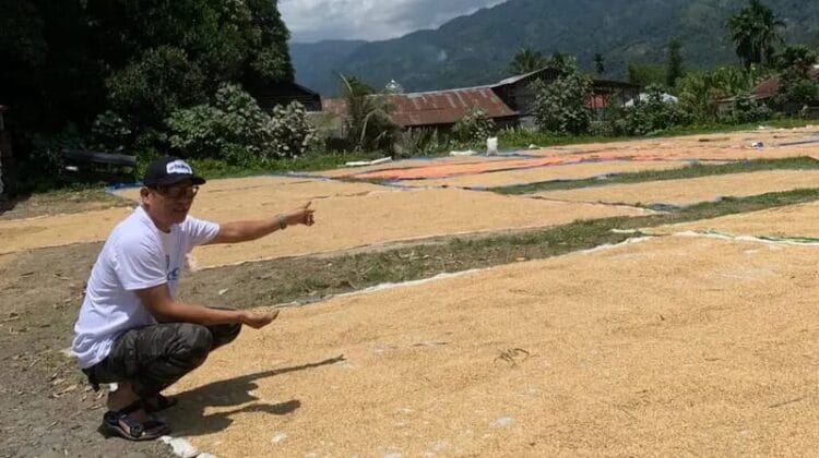 Pastikan Petani Sejahtera, Bulog Bengkulu Mulai Serap Gabah Lokal Rp6.500 per Kg