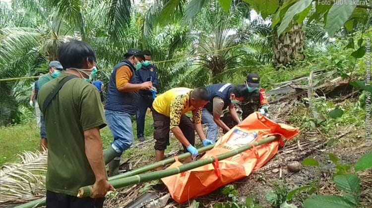 Geger! Aroma Menyengat di Kebun Sawit Talang Marap Kaur Ternyata Jasad Pria Membusuk, Ini Identitasnya