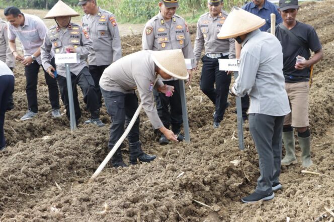 
Perkuat Ketahanan Pangan, Polres Mukomuko Sulap Lahan Kosong Jadi Kebun Jagung Produktif