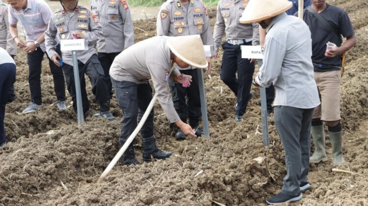 Perkuat Ketahanan Pangan, Polres Mukomuko Sulap Lahan Kosong Jadi Kebun Jagung Produktif