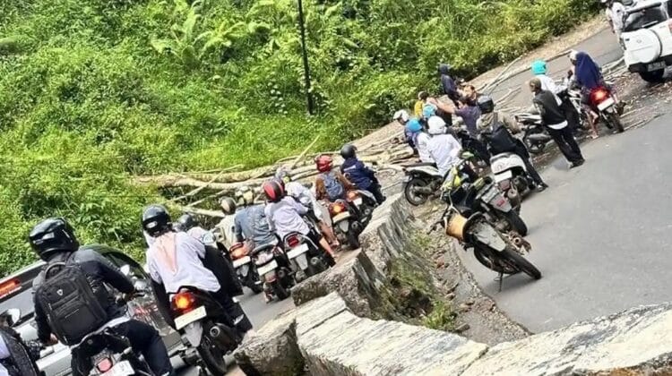 Pohon Tumbang di Talang Ulu Lebong Timpa ASN, Korban Dilarikan ke Rumah Sakit