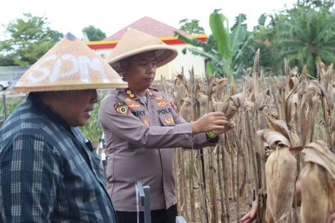
Sinergi Pangan, Polres Mukomuko Gelar Panen Raya Jagung Serentak Kuartal II