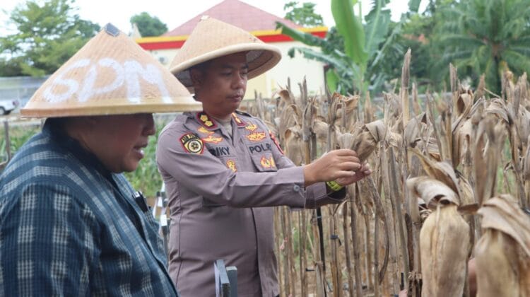 Sinergi Pangan, Polres Mukomuko Gelar Panen Raya Jagung Serentak Kuartal II