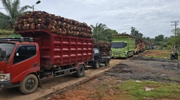 Imbas Kebijakan Baru Ekspor CPO, Harga Sawit di Bengkulu Tengah Terjun Bebas ke Angka Rp 1.900-an