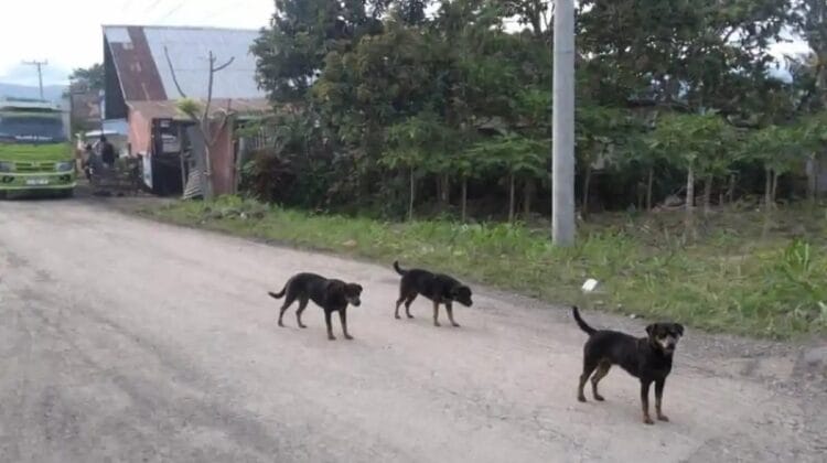 Tragis! Pasutri di Rejang Lebong Tabrak Anjing Liar, Suami Tewas dan Istri Luka Berat