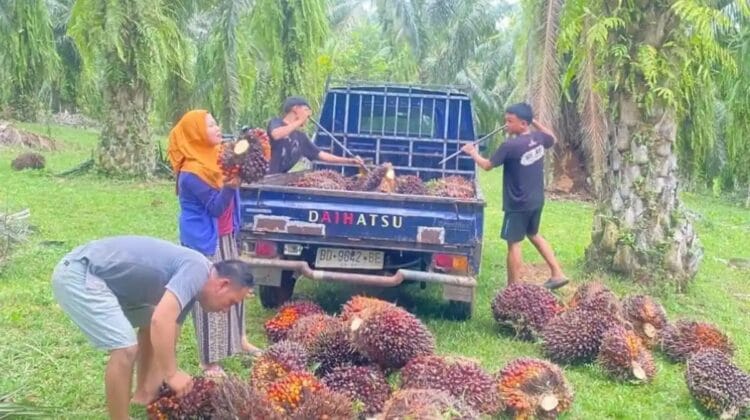 Update Harga TBS Sawit di Bengkulu Selatan 29 Mei 2026: Naik Berangsur, Pabrik Mulai Beli Rp2 Ribu per Kg
