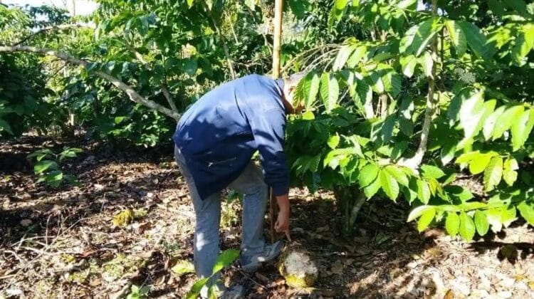 Beruang Madu Terkam Petani di Rejang Lebong, BKSDA Bengkulu Turun Tangan Lakukan Pengusiran