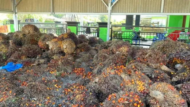 
Jeritan Pemilik RAM di Bengkulu Selatan: Antrean Pabrik Berhari-hari Bikin TBS Sawit Membusuk dan Rugi Besar