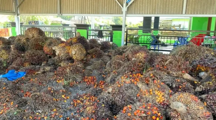 Jeritan Pemilik RAM di Bengkulu Selatan: Antrean Pabrik Berhari-hari Bikin TBS Sawit Membusuk dan Rugi Besar