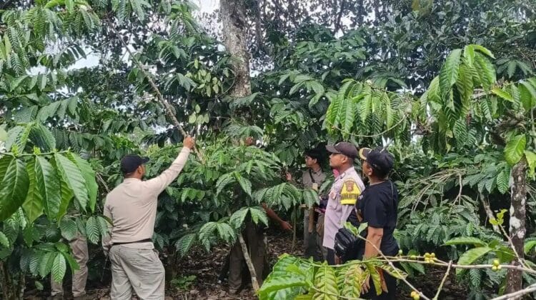 Pasca Petani Lansia Diterkam, Tim Gabungan Ledakkan Petasan Usir Beruang Madu di Rejang Lebong