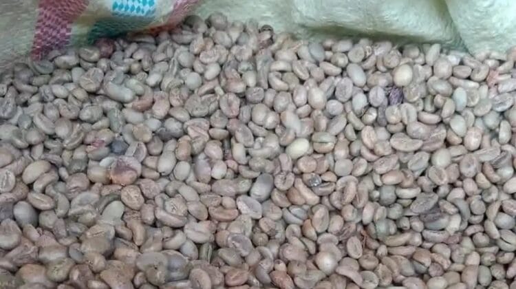 Update Harga Kopi Rejang Lebong Juni 2026: Kembali Turun, Menyentuh Angka Terendah Rp49 Ribu per Kg