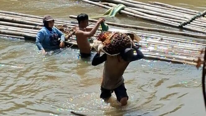 
Bertaruh Nyawa demi Sawit dan Karet, Warga Kembang Seri Bengkulu Tengah Desak Pembangunan Jembatan Gantung
