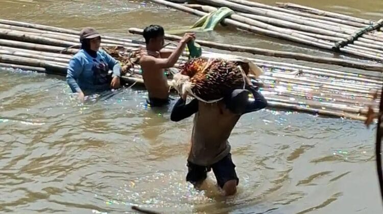 Bertaruh Nyawa demi Sawit dan Karet, Warga Kembang Seri Bengkulu Tengah Desak Pembangunan Jembatan Gantung
