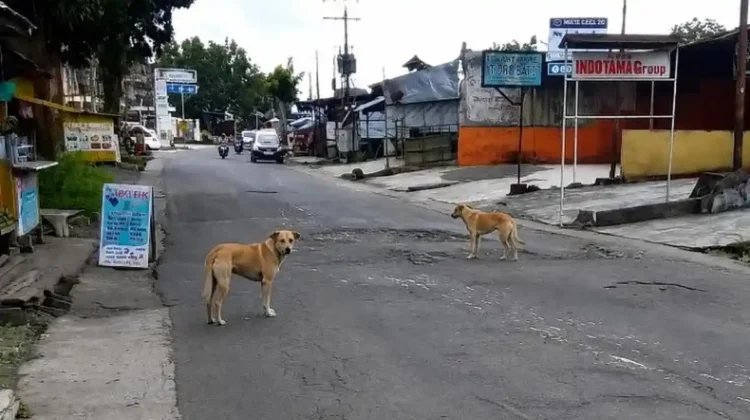 Waspada Rabies! Kasus Gigitan Hewan Penular Rabies di Rejang Lebong Tembus 63 Kasus
