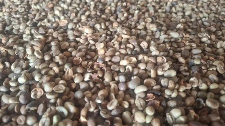 Sempat Tembus Rp60 Ribu, Ini Penyebab Harga Kopi di Kepahiang Kembali Terkoreksi